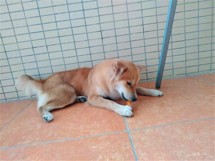 农村养狗不拴狗绳违法吗,家庭养狗及遛狗有何规定