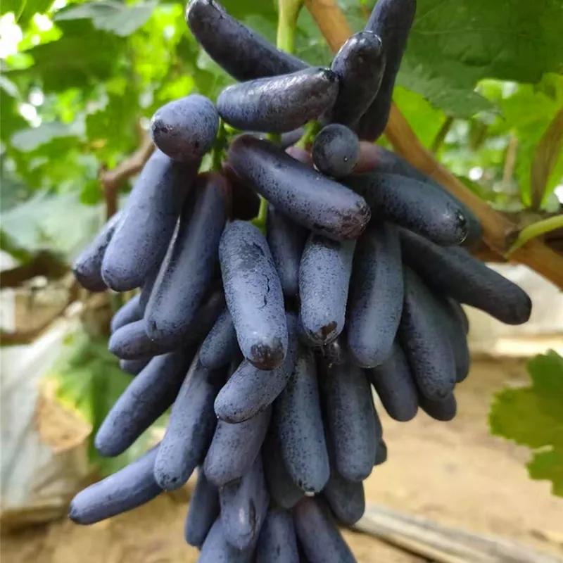 云南金手指葡萄产地,福建金手指葡萄