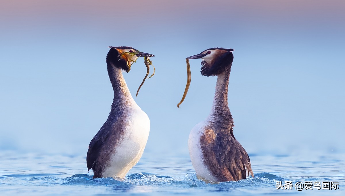 2020观鸟大年,观鸟大年完整版