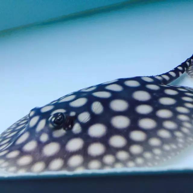 从风水讲魟鱼养几条鱼最好,养龙虎魟有什么说法