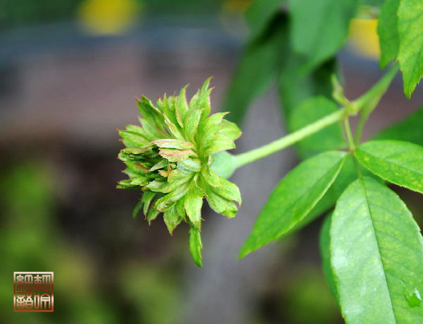 绿色花苞的花是什么花,常见的绿花