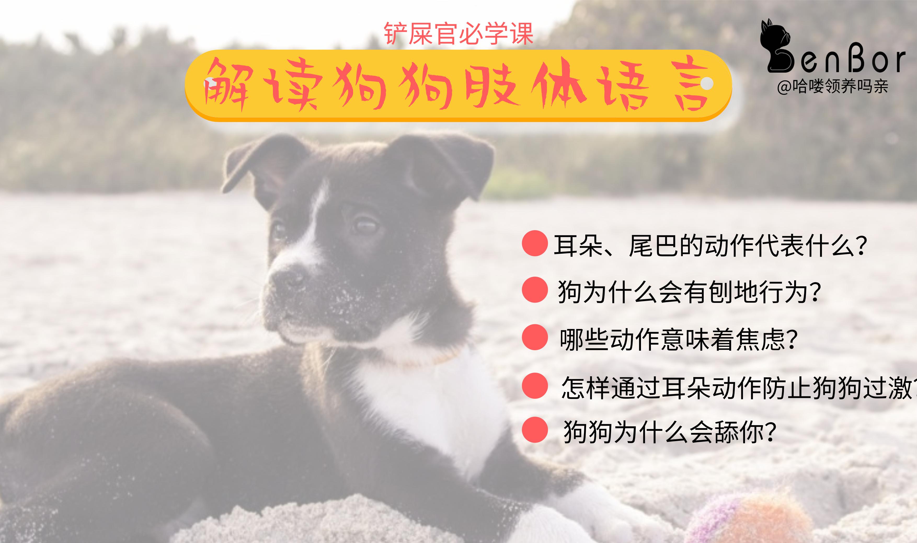 狗狗上厕所前刨地是什么意思,狗狗刨土啥意思