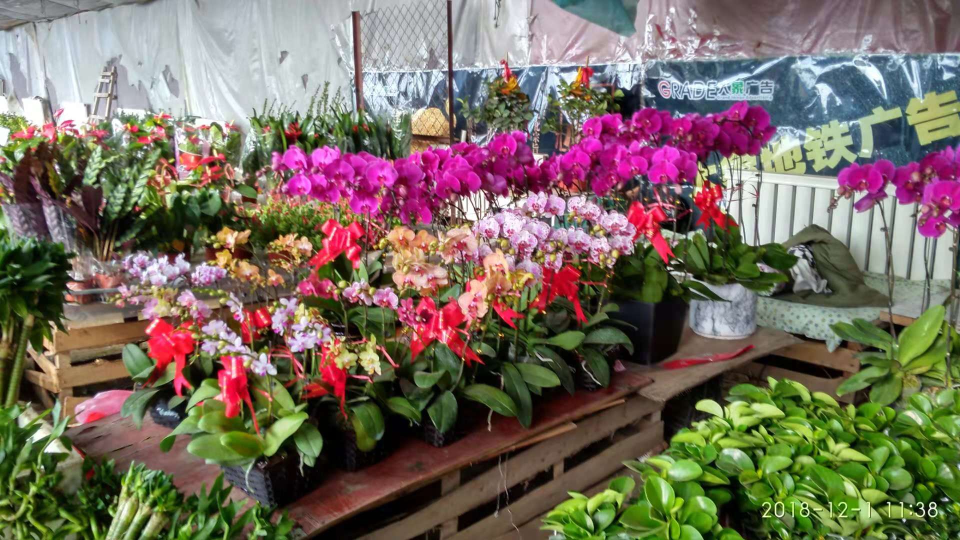 沈阳花卉市场扔花的地方,沈阳花卉市场