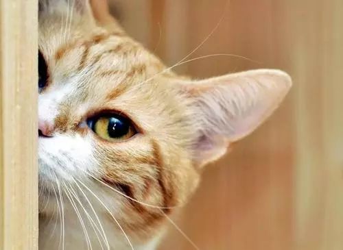 猫咪掉毛严重毛发粗糙怎么办,猫咪背毛粗糙