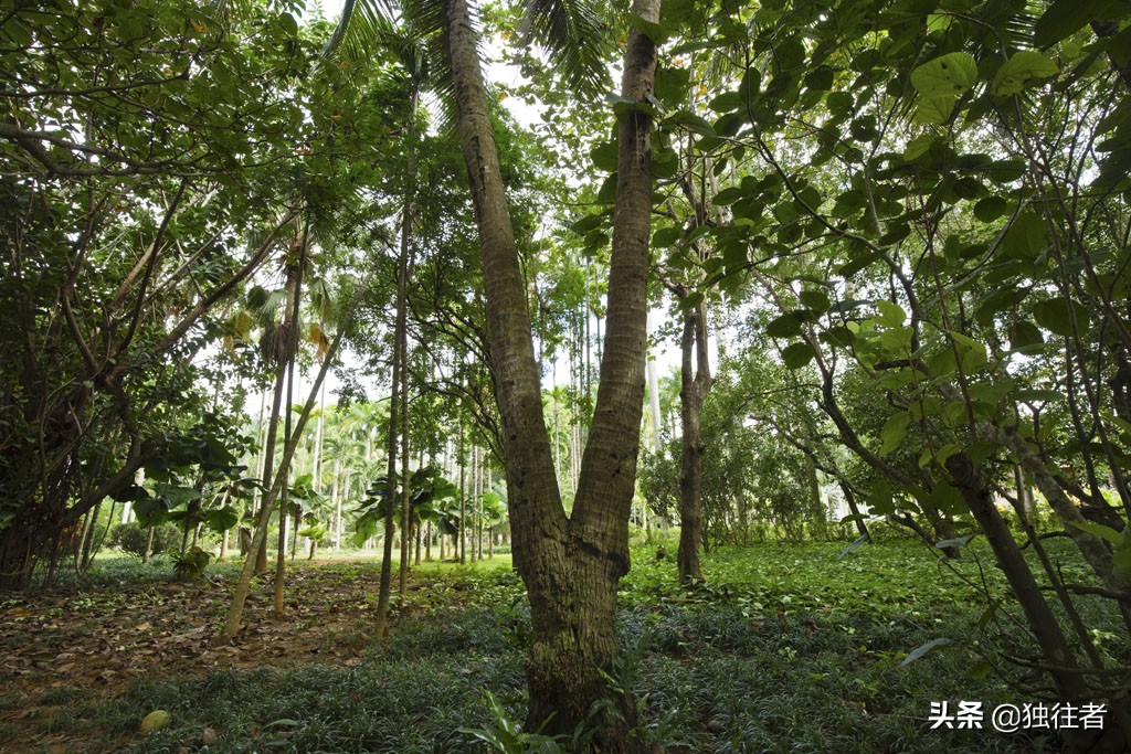热带植物的百科全书，匪夷所思的植物王国，兴隆热带植物园