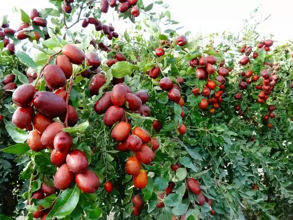 全新疆著名的特产,盘点十大新疆的特产