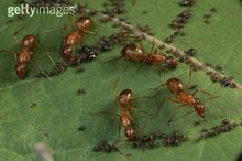 利用瓢虫防治蚜虫的生物防治方法,玉米蚜虫的防治时间及防治方法