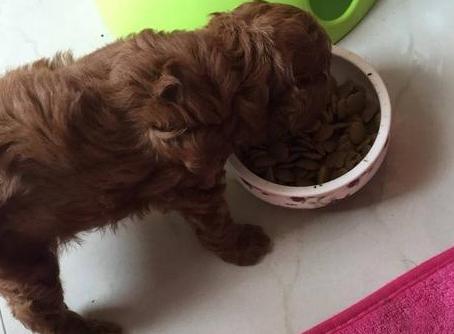 训练泰迪犬的“黄金时期”，主人不要错过了，教几次它就会了