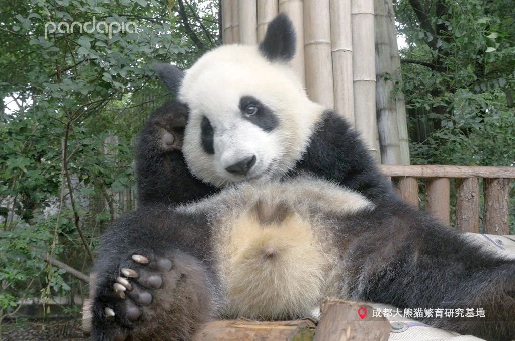 熊猫儿本人照片,熊猫儿图片