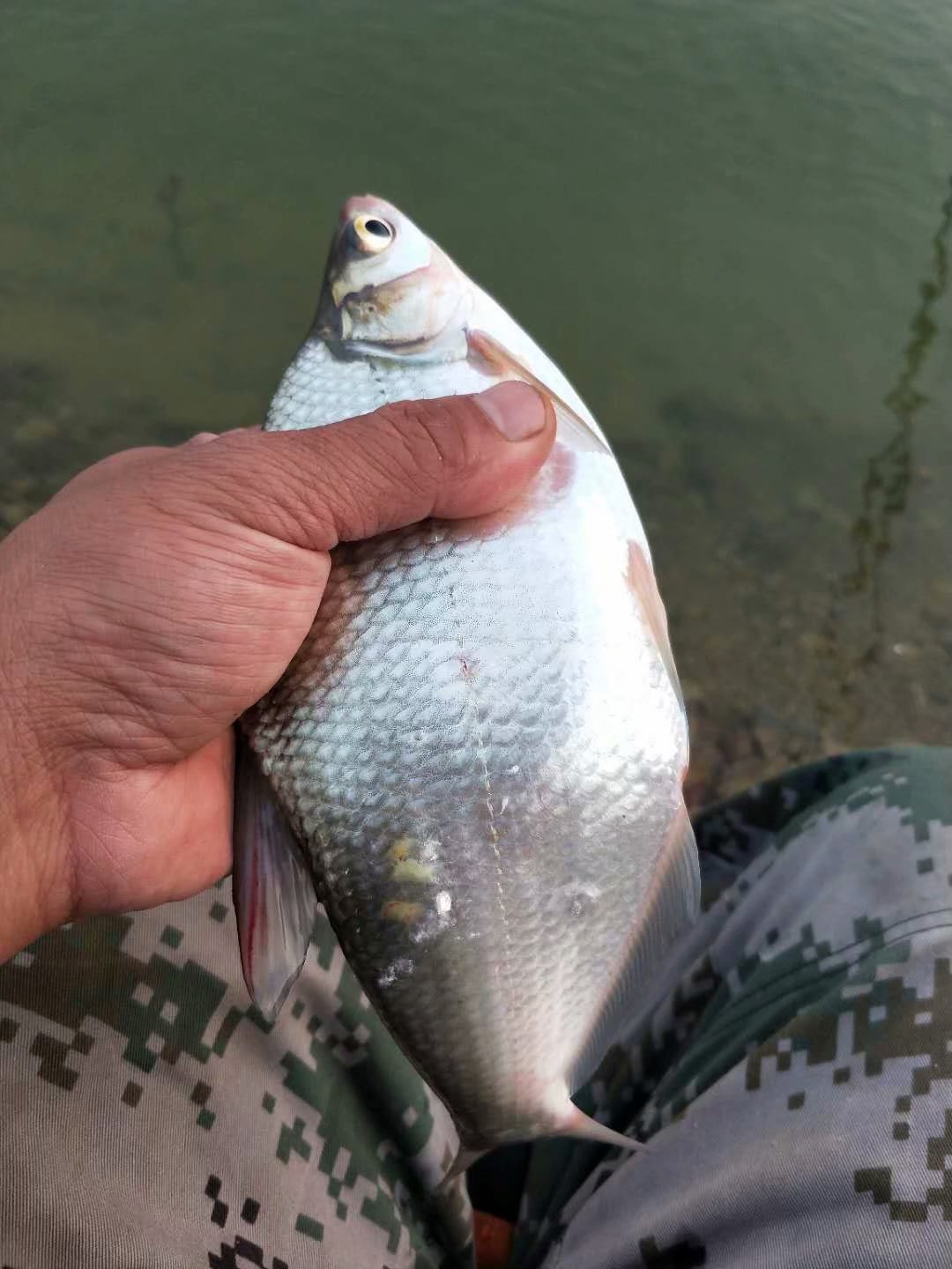 窝米正确打窝方法图解,打窝子的正确方法和技巧