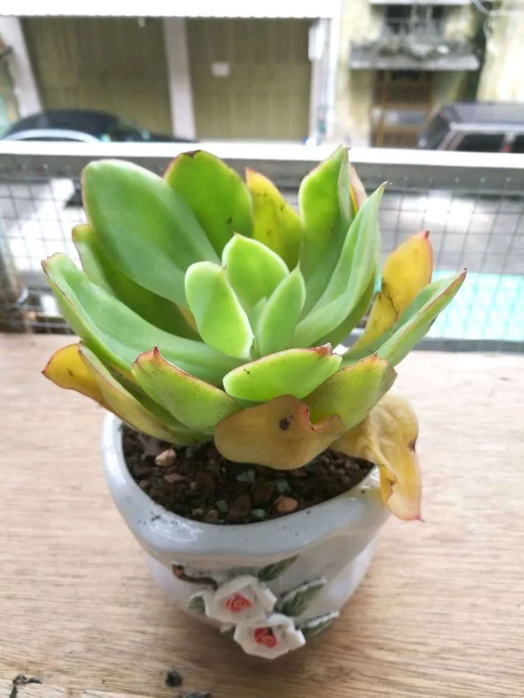 适合从小养到大的多肉,由小到大由浅入深