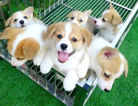 柯基养母,为什么劝你养泰迪犬不要养比熊犬