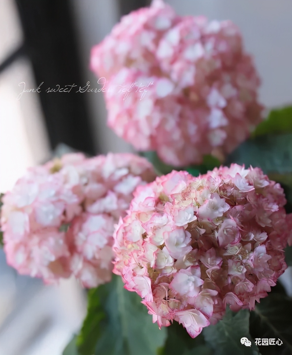 最漂亮的十种绣球,最省心的绣球