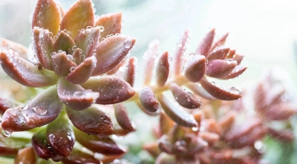 让多肉盆栽蓬勃生长的6个妙招,多肉盆栽夏季怎么养护