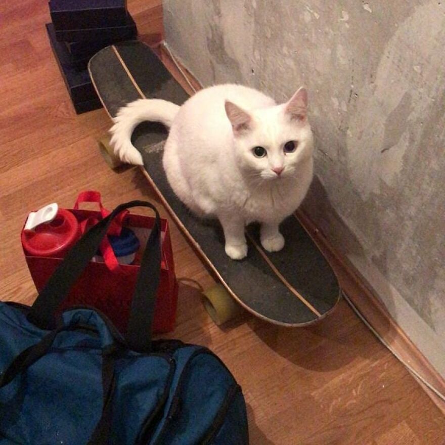 关于猫的13个误解，其中一些可能会让你大吃一惊