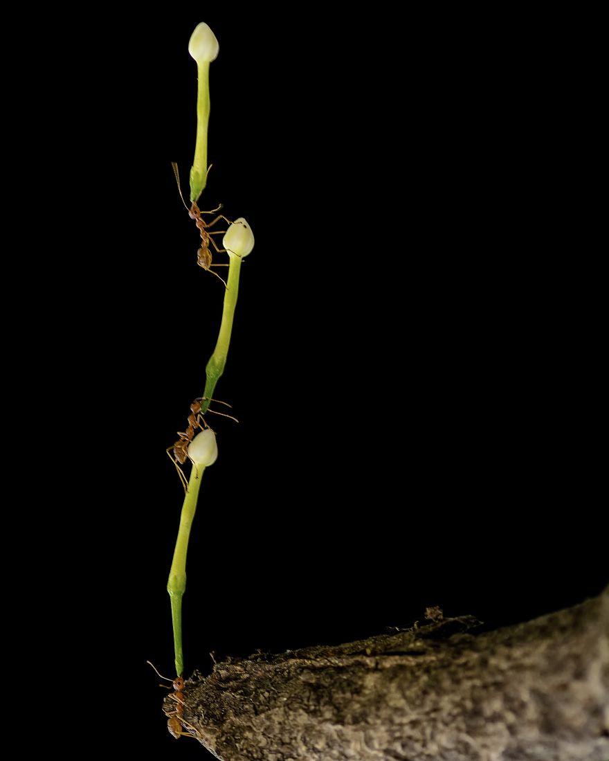 生物世界真的很奇妙,大自然中奇妙的生物