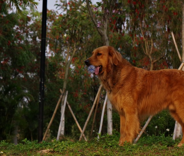 我家的金毛为啥毛短呢,我家的金毛狗作文