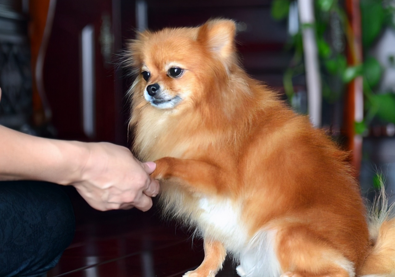 训练博美等待,训练博美