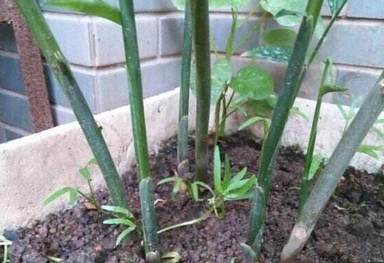 懒人盆栽生姜的种植方法,生姜盆栽到底是深埋还是浅埋