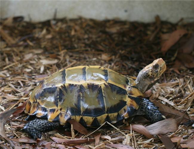 世界陆龟图鉴,世界稀有物种陆龟