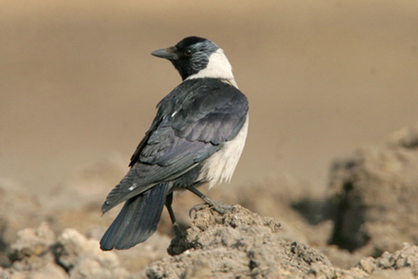 马致远写的最著名的诗,马致远最著名的诗有