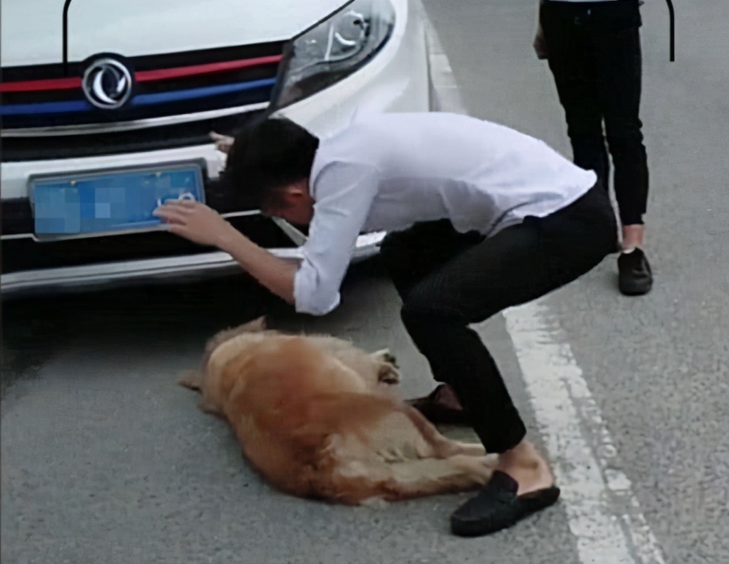 最近为什么狗狗大多数都会死亡,狗狗濒临死亡前几个小时的症状