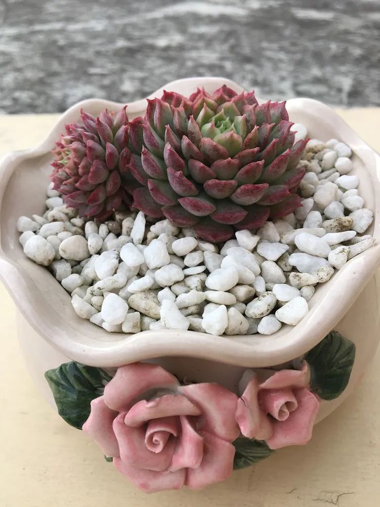 五颜六色的透明多肉,颜色超好看的多肉