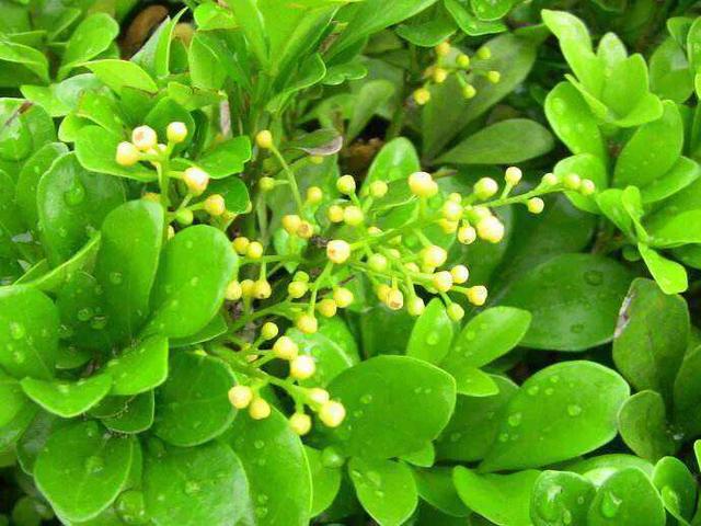 一种“助眠花”，花香清幽、舒人身心，做好这几点、养殖不再难