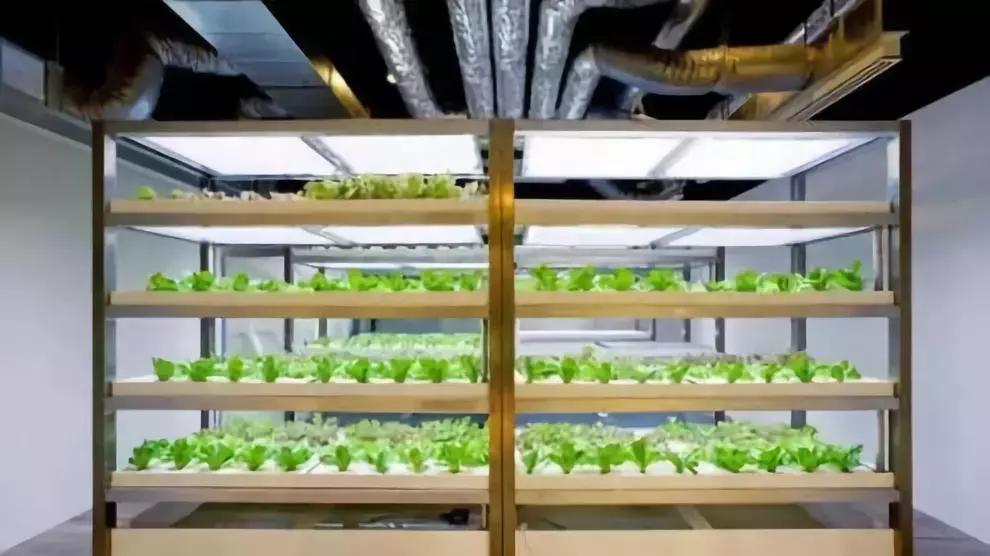 办公室里也能开挖掘机,办公室可以种葡萄