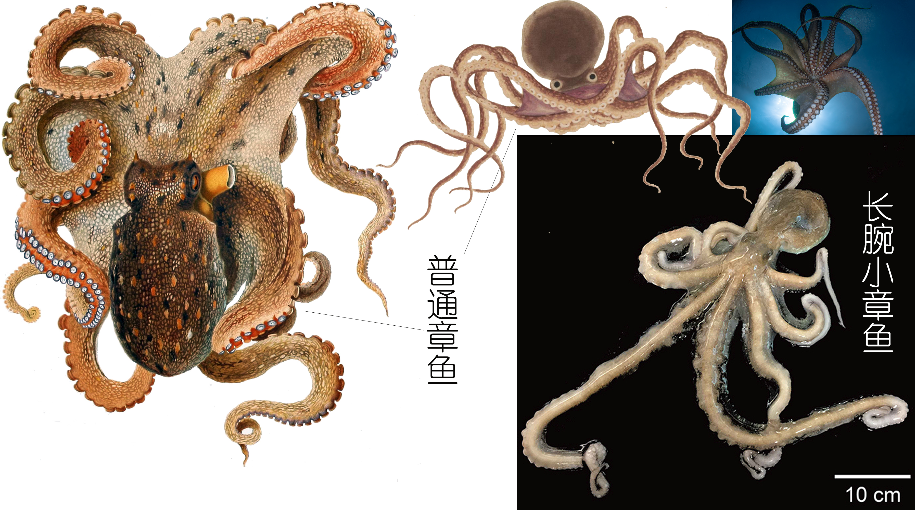 怎么区分章鱼八爪鱼鱿鱼墨鱼乌贼,章鱼鱿鱼墨鱼都是软体动物吗