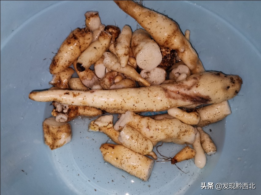 发现黔西北|毕节农村一种叫毛蕉的植物，做成食物很多人没有见过