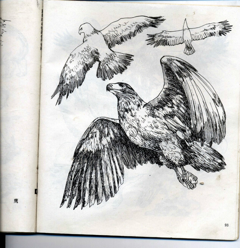 一百幅动物素描,近百幅动物画