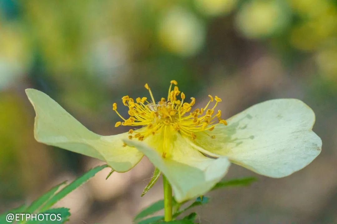 腾龙70-2002.8镜头最新款,腾龙70-180mmf2.8微距实拍如何使用