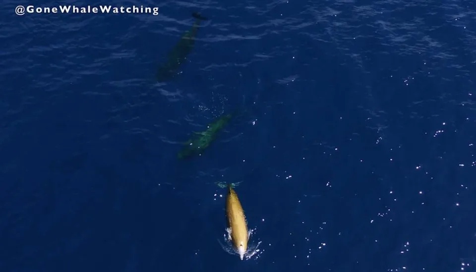 罕见的视频，以极其细腻的表现方式，呈现出很稀有的“黄色鲸鱼”