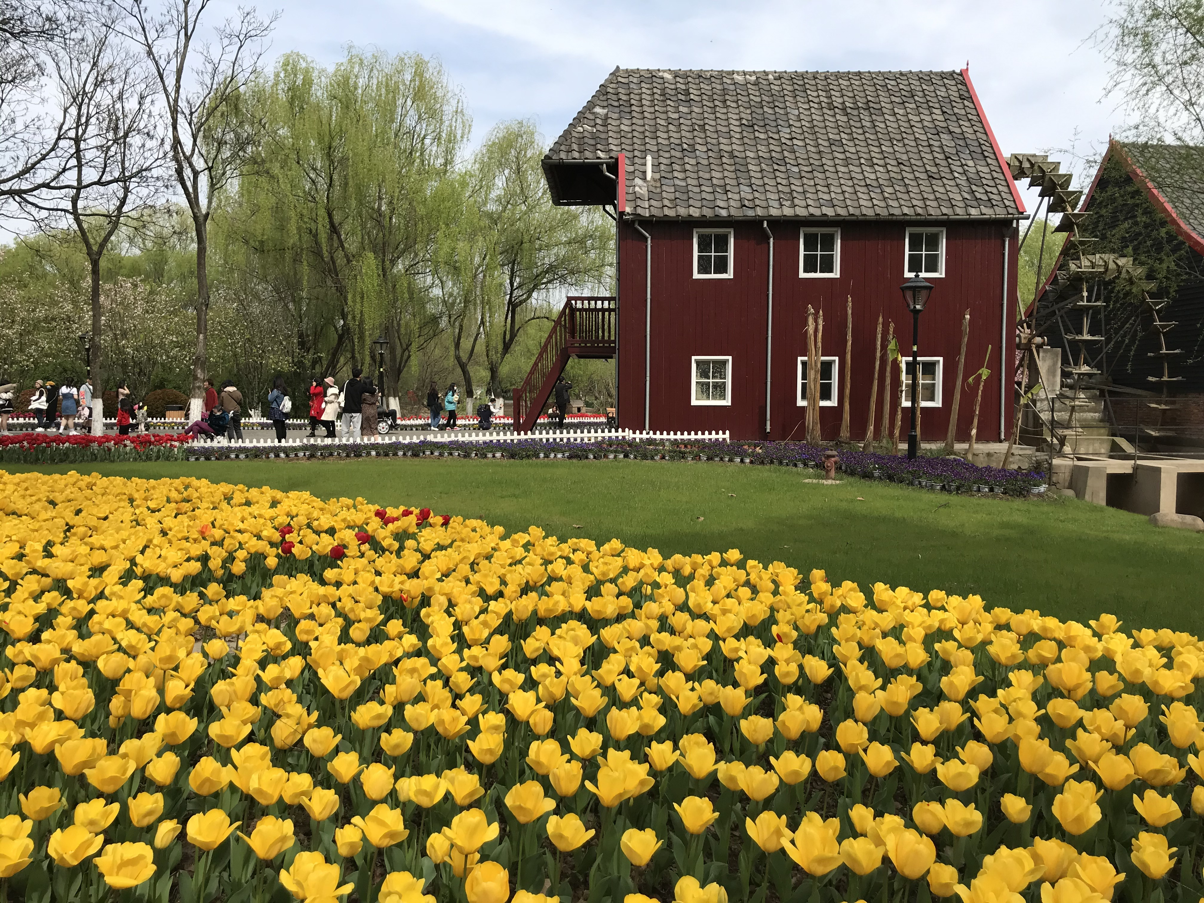 荷兰风情花园,南京绿博园的美丽
