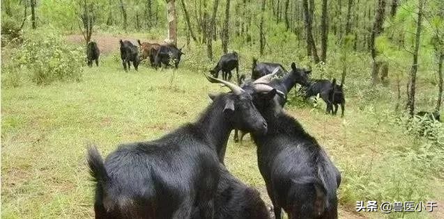 羊中暑的急救措施有哪些,羊中暑用什么中药