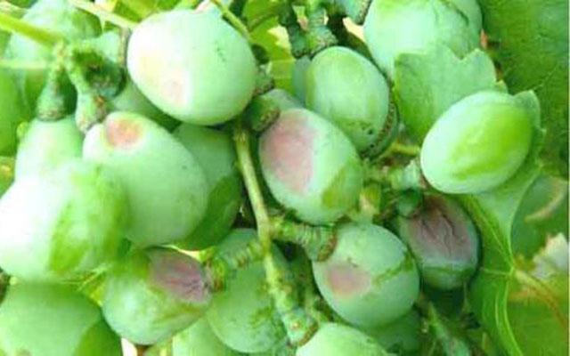 葡萄日灼病是什么病,葡萄日灼病症状比较少的品种