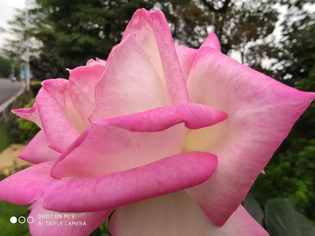 小米拍照最好的机型真实测评,小米9的拍照真的好吗