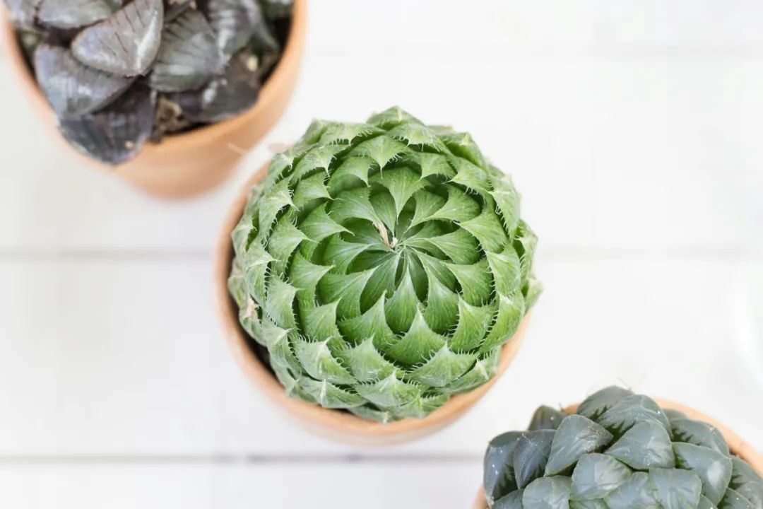 玉露叶片蔫了怎么扦插,玉露多肉徒长怎么养