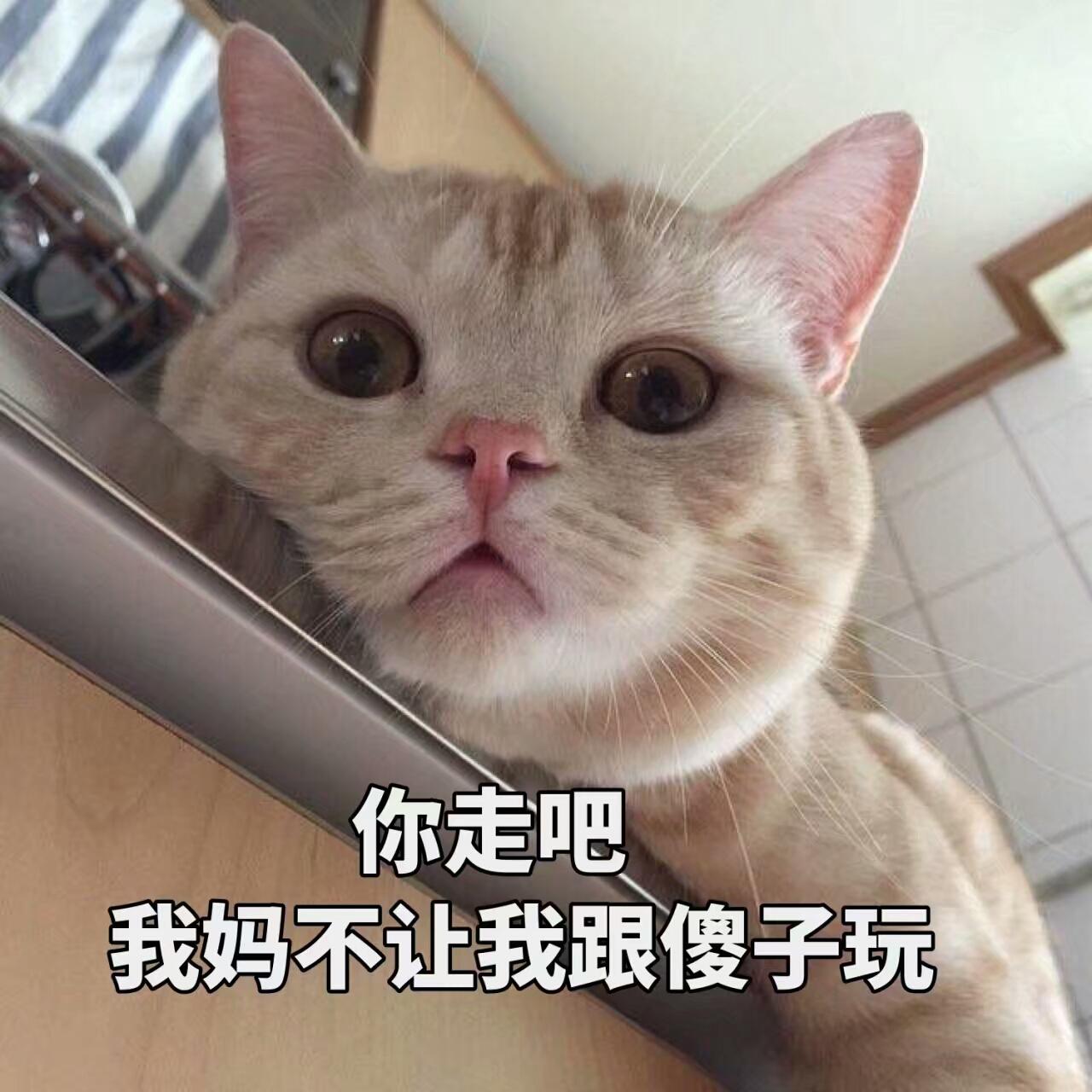 养很多猫很费钱吗,养什么猫最便宜又好养又粘人