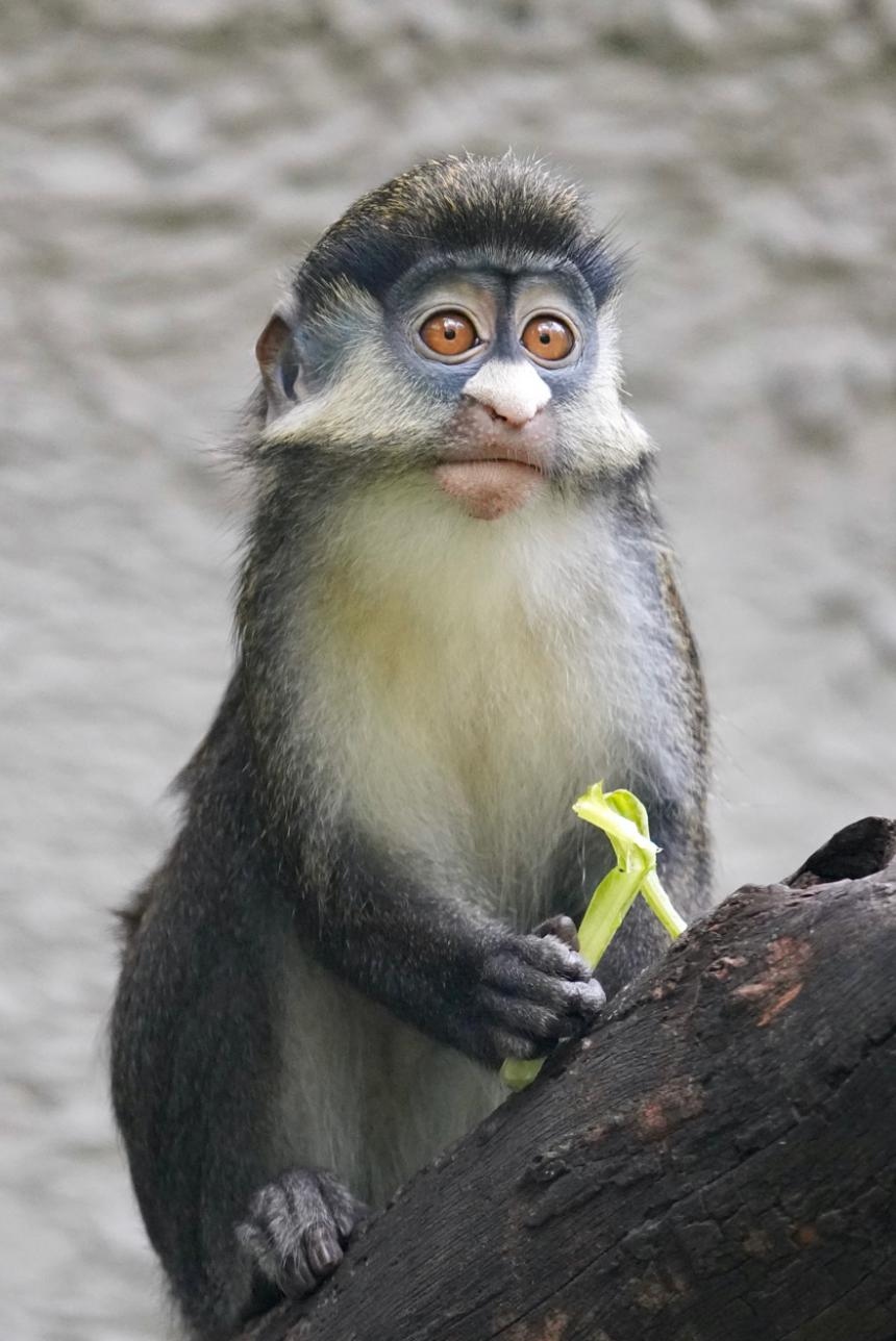 无反全能镜头,适马400mmf5.6测评