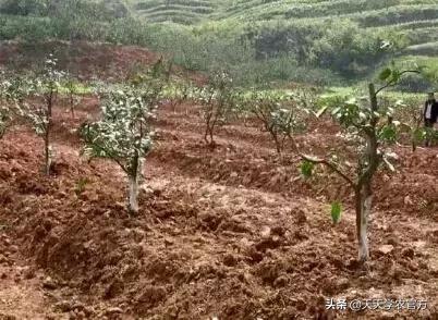 果园滴灌什么方案最好,果园改土最佳方案