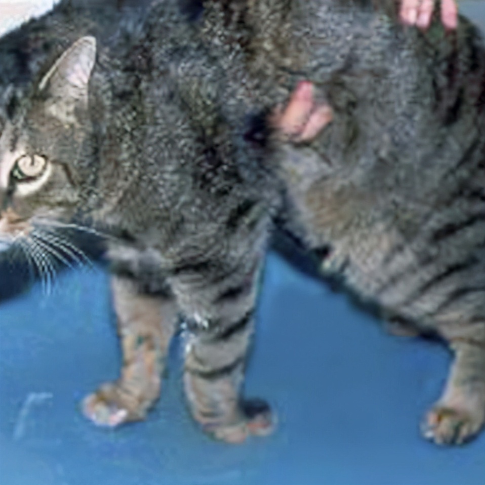 猫咪维生素b补多了有什么坏处,猫咪维生素补多了会怎样