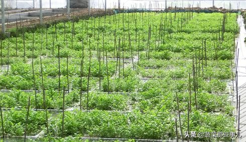 水芹种植浮床怎样做,鱼塘水芹种植技术