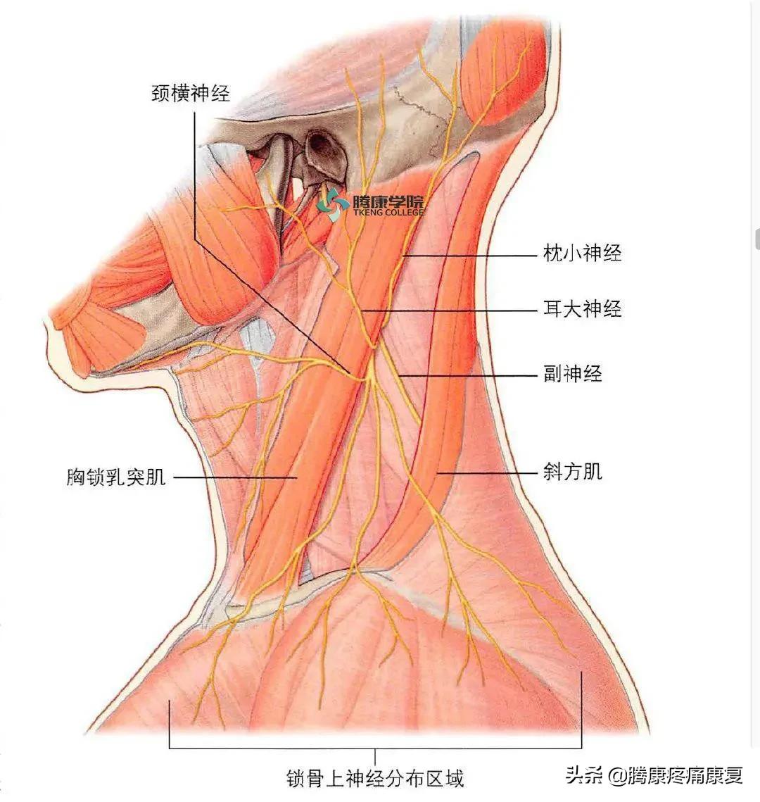 最全！脊神经系统汇总
