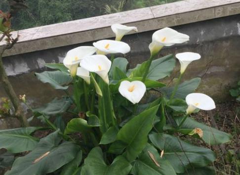 马蹄莲花到了开花时为什么不开花,马蹄莲叶子发黄问题如何解决