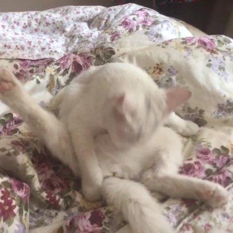 我家的猫咪为什么特别喜欢舔我？这正常吗？