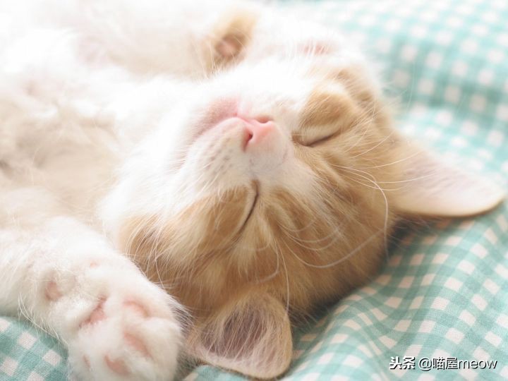 养猫必读的100种方法,养猫必知的10个知识