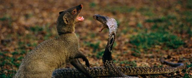 吃毒蛇的蛇类有哪些,专吃毒蛇的蛇类