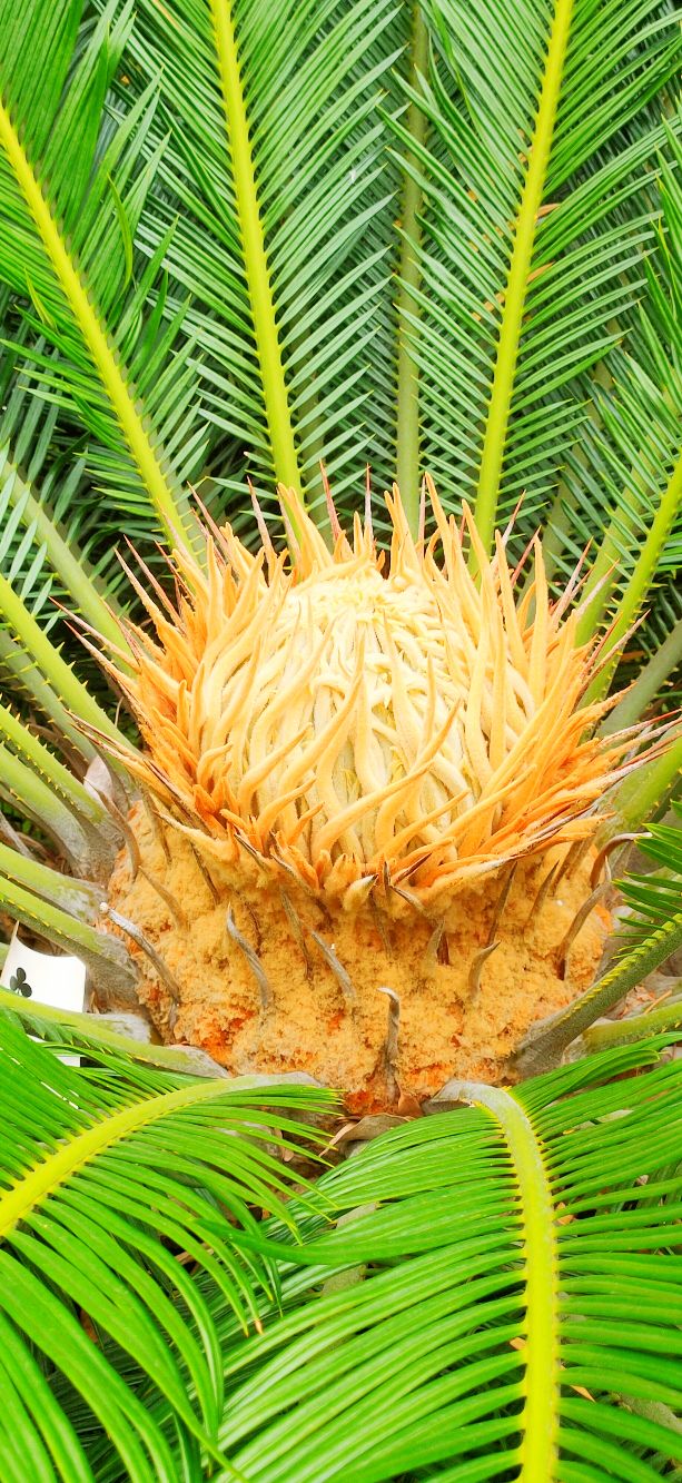 铁树分公铁树母铁树吗,铁树有雄铁树和雌铁树